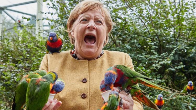 Das tut weh: Bei einem Abschiedsbesuch in ihrem ehemaligen Wahlkreis in Mecklenburg-Vorpommern wurde  Bundeskanzlerin Angela Merkel von einem australischen Loris im Vogelpark Marlow gebissen.