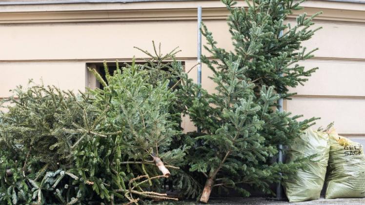 Am 8. Januar sammeln Jugendliche der evangelischen Kirchengemeinde die alten Weihnachtsbäume in Bad Rothenfelde ein. Um den Abhol-Service nutzen zu können, ist jedoch eine vorherige Anmeldung erforderlich. (Symbolfoto)