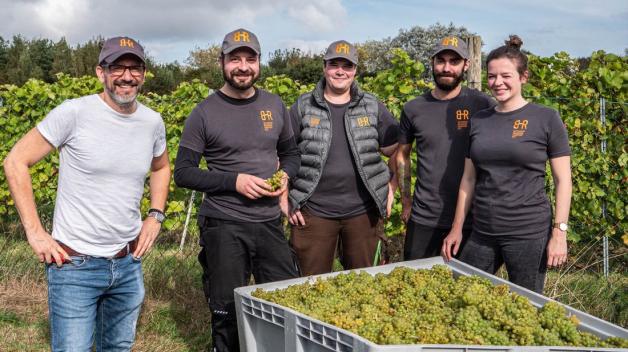 Weinlese: Rekordernte für Sylter Sekt
