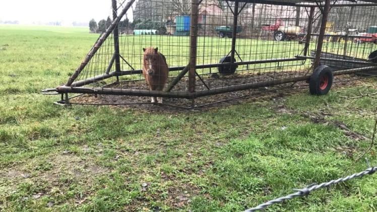 Das Pony, das lange in einem Fangwagen bei Geeste gehalten wurde, sollte am Montag vom Landkreis Emsland abgeholt werden. Nach einem Gespräch mit dem Halter entschied sich die Behörde offenbar dagegen.