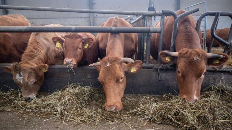 Auf einem Bauernhof in Bad Rothenfelde kam es laut Landkreis Osnabrück zuletzt häufiger zu Missständen bei der Haltung von Kühen und Kälbern. (Symbolfoto)