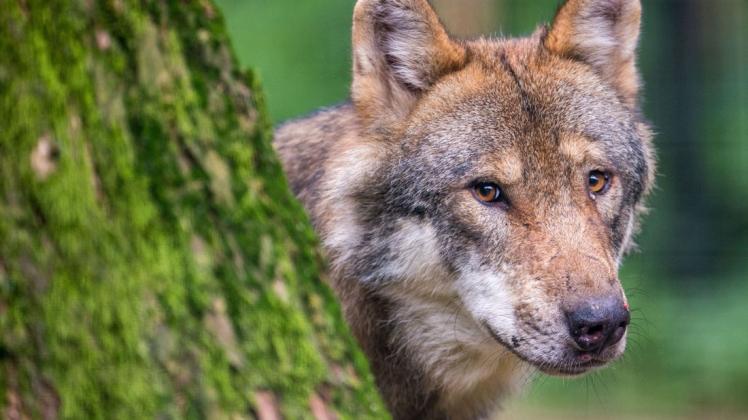 Der Wolf hat in Deutschland nicht nur Freunde. Das zeigt offenbar der Fund von zwei toten Jungwölfen in Horst bei Boizenburg.