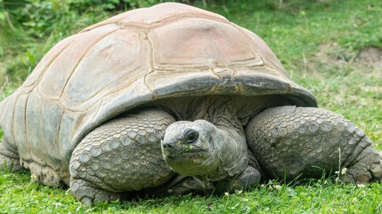 Im Juli vergangenen Jahres verstarb im Tiergarten Schönbrunn die Seychellen-Riesenschildkröte Schurli im Alter von 130 Jahren. Auf der Insel St. Helena lebt ein Tier der gleichen Gattung, das noch älter ist.