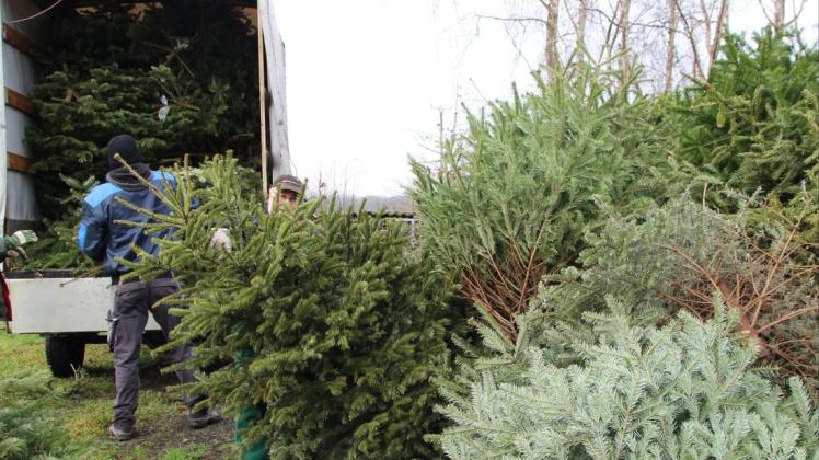 Auch in diesem Jahr werden in Melle-Mitte und in den Stadtteilen die ausgedienten Weihnachtsbäume eingesammelt. (Symbolbild)