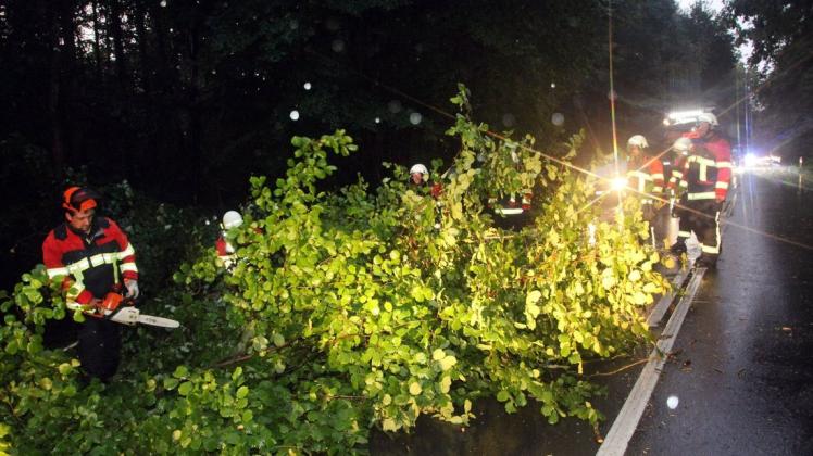 Die Freiwillige Feuerwehr Bandenitz musste am Sonntagabend einen umgestürzten Baum vom Standstreifen der A24 bergen.
