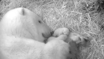 Auf den ersten Fotos im November 2021 waren die Eisbärbabys von Sizzel aus dem Rostocker Zoo noch sehr viel kleiner. Nun wachsen sie stetig und erfreuen sich bester Gesundheit.
