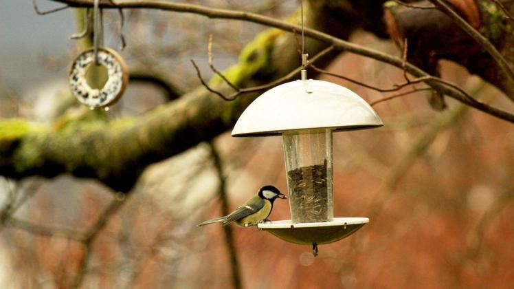 Die Kohlmeise gehört zu den am häufigsten in den heimischen Gärten vorkommenden Vögel im Winter.