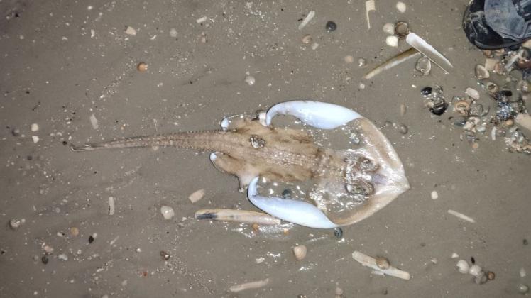 Ein weiblicher Sternrochen liegt am Nordstrand der Insel Baltrum.