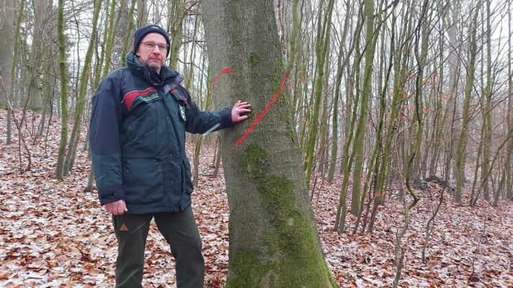 In den kommenden Wochen werden Bäume am Sternberger Judenberg gefällt. Revierförster Pfeiffer hat sie rot markiert.