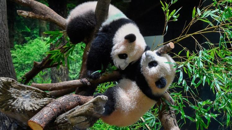 Die Zwillingspandas Xiao Xiao, oben, und Lei Lei, unten, zusammen hatten am Mittwoch ihren ersten öffentlichen Auftritt im Zoo von Tokio.