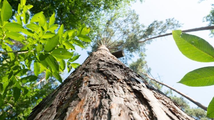 Die Zukunft des Waldes ist gefährdet. Nun wird nach dem richtigen Weg gesucht, ihn langfristig zu bewahren.