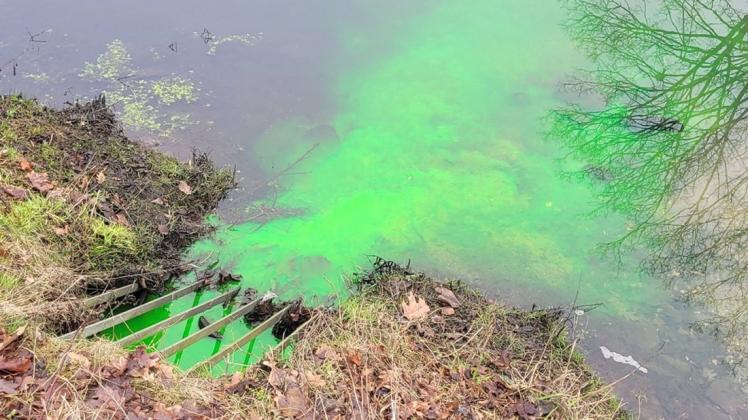 Grünes Wasser floss am Mittwochvormittag in den Belmer Ickerbach. Ausgelöst wurde dies durch eine Untersuchung des Wasserverbands Wittlage.