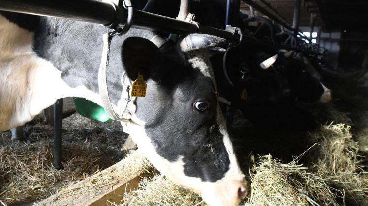 Angebunden im Stall: Für viele Kühe sieht der Alltag in sogenannter Anbindehaltung genau so aus. Der Handel die Milch solcher Tiere nicht mehr verkaufen.