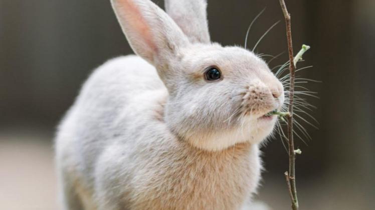 Luxkaninchen gehören zu den kleinen Kaninchenrassen. Die Tiere werden etwa drei Kilogramm schwer.