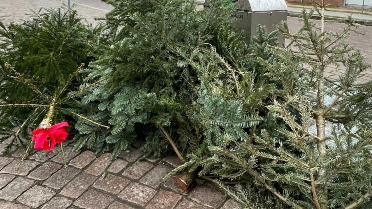 Die Weihnachtsbäume werden wieder von Vereinen und anderen Organisationen abgeholt. (Symbolfoto)