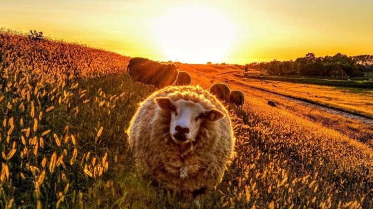 Natur in Gold-Gelb: Direkt in die Kamera und unter Sonnenlicht am Deich blickt dieses Schaf.
