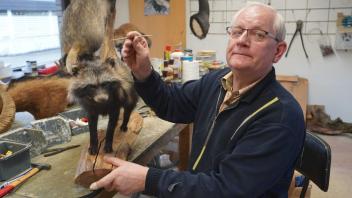 Erhalten für die Nachwelt: Udo del Fiol präpariert den in Osnabrück erlegten Marderhund in seiner Hasberger Werkstatt.