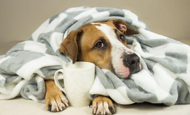 Bei einer Erkältung brauchen Hunde genau wie Menschen viel Ruhe, Wärme und ausreichend Flüssigkeit.