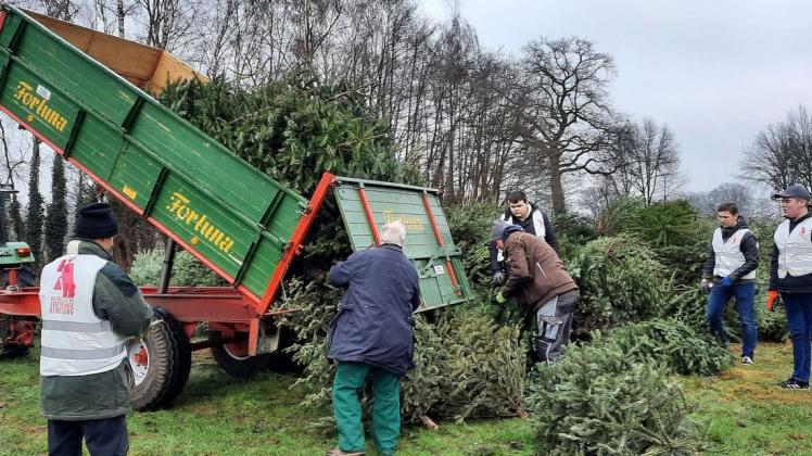 Tannenbäume en gros: Die Sammlung der KAB lohnt sich auch in diesem Jahr. Am Ende landen über 700 Ex-Weihnachtsbäume im Grünen.