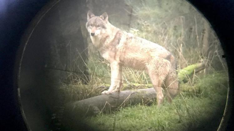 Im Februar 2021 ist ein Wolf aus dem Herzlaker Rudel nach behördlicher Genehmigung von Jägern erlegt worden. Wie sich herausstellte, traf es aber offenbar das falsche Tier. Wirkung hat der Abschuss aber möglicherweise dennoch gezeigt (Symbolfoto).