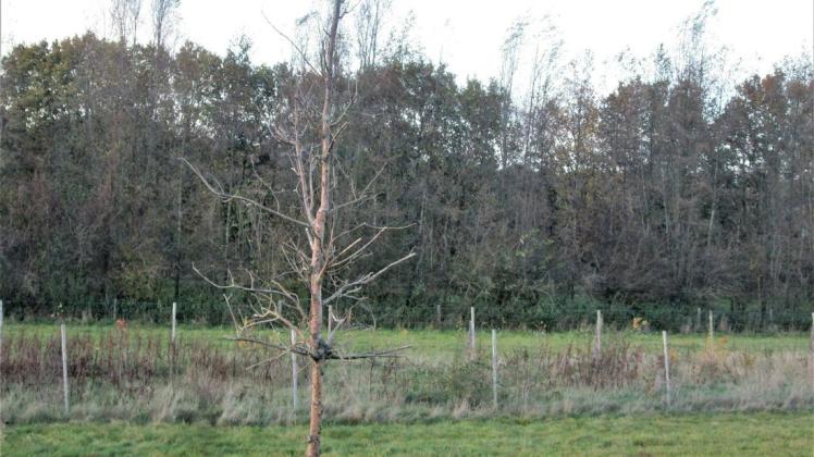 Wegen des Baus des Windparks Sellberg-Utdrift in Schwagstorf sind vor einigen Jahren auf einer Kompensationsfläche Eichen angepflanzt worden. Viele der Bäume sind abgestorben. Auch mit den Nachpflanzungen hat es nicht geklappt.