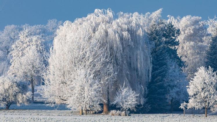 Westerhausen im vereisten Winterkleid. Westerhausen im vereisten Winterkleid.
