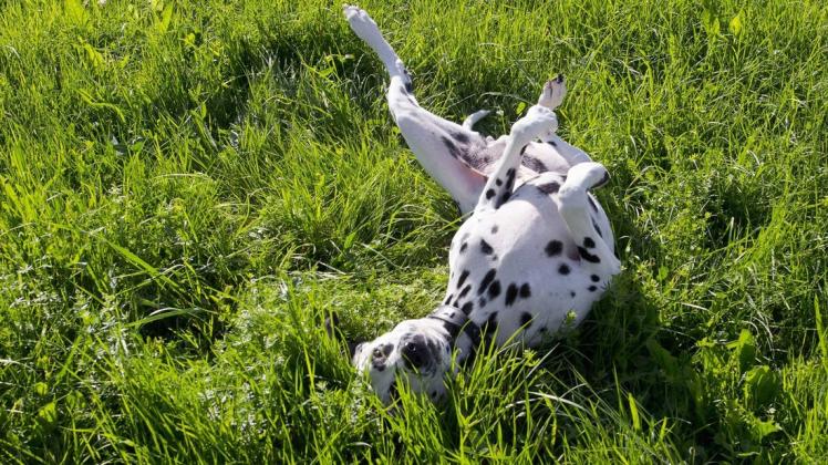 Hunde lieben es, sich wohlig im Gras zu wälzen. Doch bei manchen kuriosen Verhaltensweisen können Frauchen oder Herrchen nur verdutzt gucken oder lachen.
