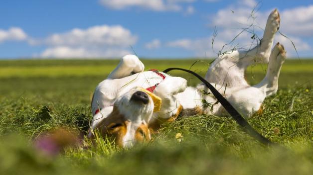 Herrlich! Hunde lieben es, sich ausgiebig auf dem Rücken zu wälzen. Herrlich! Hunde lieben es, sich ausgiebig auf dem Rücken zu wälzen.