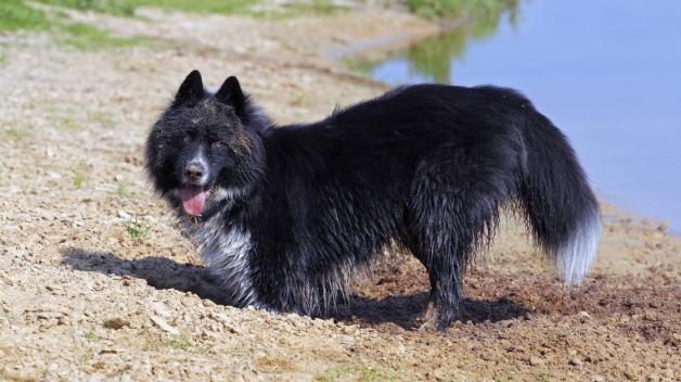 Im Sommer buddeln viele Hunde, um sich in der Kuhle abzukühlen. Im Sommer buddeln viele Hunde, um sich in der Kuhle abzukühlen.