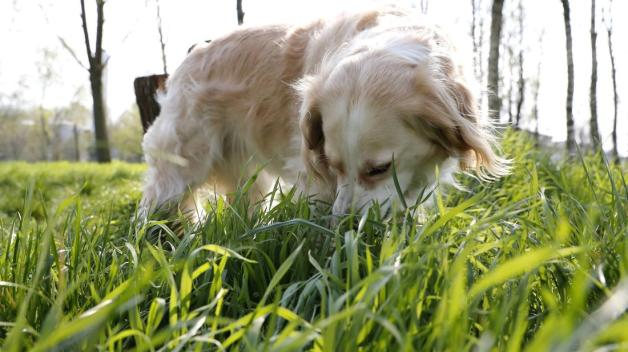 Hunde sind zwar Fleischfresser, sagen aber auch zu saftigem Gras nicht Nein. Hunde sind zwar Fleischfresser, sagen aber auch zu saftigem Gras nicht Nein.