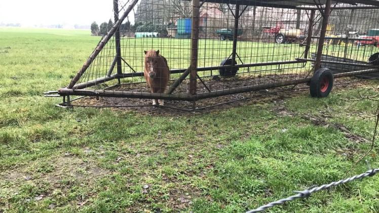 Möglicherweise seit Monaten wird das Shetlandpony in einem sogenannten Fangwagen auf einer Wiese bei Klein-Hesepe im Emsland gehalten.
