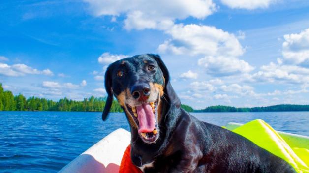 In unbekannten Situationen gähnen Hunde häufig aus Unsicherheit, um Zeit zu gewinnen und sich zu entspannen. In unbekannten Situationen gähnen Hunde häufig aus Unsicherheit, um Zeit zu gewinnen und sich zu entspannen.