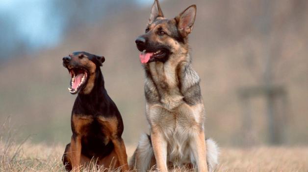 Gähnen ist ein wichtiger Bestandteil der Hunde-Kommunikation. Gähnen ist ein wichtiger Bestandteil der Hunde-Kommunikation.