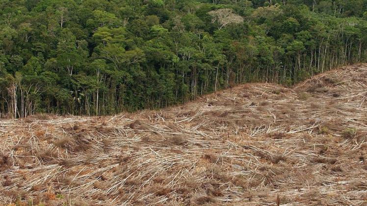 Futter für unser Fleisch: Teile des tropischen Regenwaldes (hier im Amazonasgebiet von Brasilien) müssen für den Anbau von Soja abgeholzt werden. Das Sojaschrot dient unter anderem als Viehfutter. Foto: epa efe Marcelo Sayao/EFE/dpa