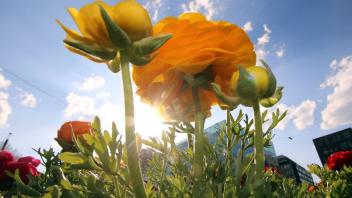 Mit den ersten Sonnenstrahlen lassen sich auch immer mehr Blumen auf den Wiesen und Feldern blicken. Foto: imago/Ralph Peters