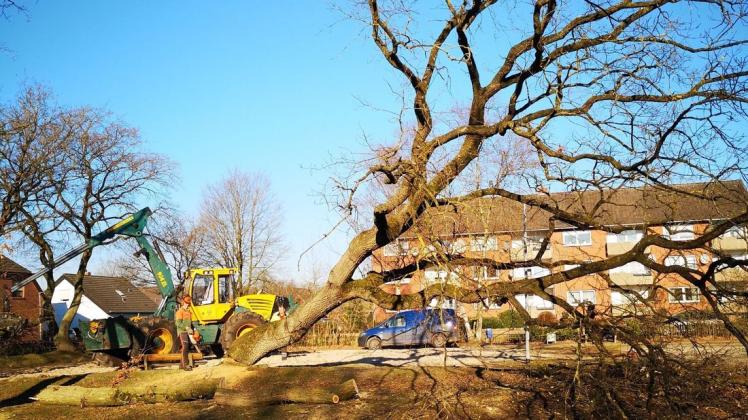 Ende Februar sind für die Kita Amselstraße in Hude Bäume gefällt worden. Die Pläne der Gemeinde sind jetzt vorangekommen. Archivfoto: Carsten Raschen Ende Februar sind für die Kita Amselstraße in Hude Bäume gefällt worden. Die Pläne der Gemeinde sind jetzt vorangekommen. Archivfoto: Carsten Raschen