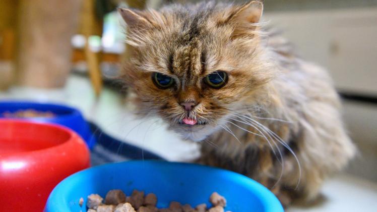 Kleine oder große Portion Katzenfutter?