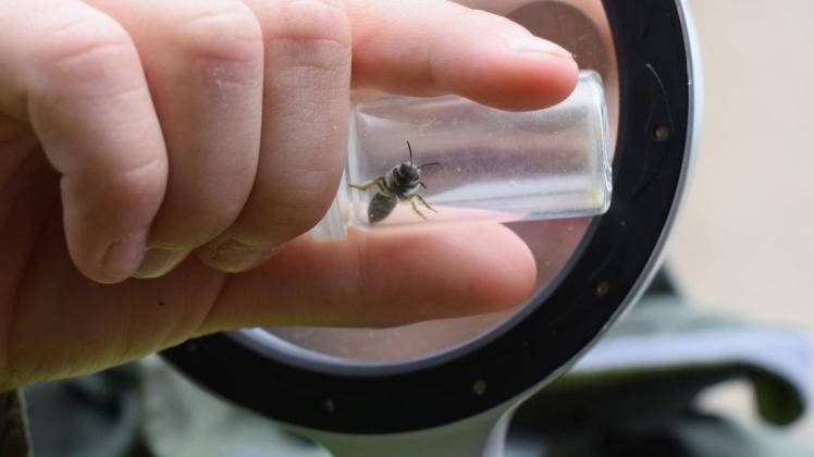 Theo untersucht die Sandbiene wie ein Nachwuchswissenschaftler. Angst hat er nicht, wenig später zeigt er stolz eine Waldbiene auf seinem Handrücken. Fotos: Andreas Wenk Theo untersucht die Sandbiene wie ein Nachwuchswissenschaftler. Angst hat er nicht, wenig später zeigt er stolz eine Waldbiene auf seinem Handrücken. Fotos: Andreas Wenk