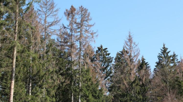 Viele kaputte Bäume mussten gefällt werden. Foto: Landesforsten/Rainer Städing Viele kaputte Bäume mussten gefällt werden. Foto: Landesforsten/Rainer Städing