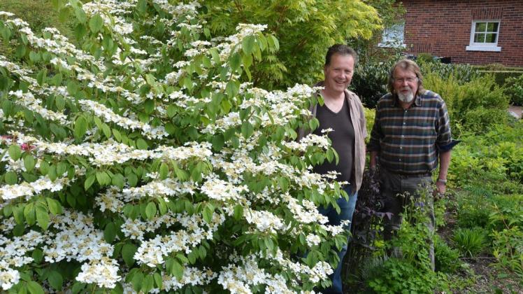 Der Schneeballstrauch (Viburnum) ist der Blickfang im "weißen Garten". Ralph und Gisbert Hüls (von links) freuen sich schon, am Sonntag Besucher Besucher in Balkum begrüßen zu können. Foto: Hildegard Wekenborg-Placke