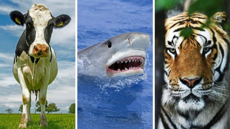 Wie verteidigt man sich am besten gegen Kuh, Hai oder Tiger? Fotos: imago images/blickwinkel/AGAMI/H. Germeraad/imageBROKER/SeaTops/Xinhua, Collage: NOZ