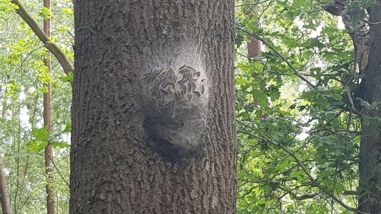 Keinen Befall mit Raupen des Eichenprozessionsspinners wie an diesem Baum hat es auf dem Hof der Amandusschule in Aschendorf gegeben. 