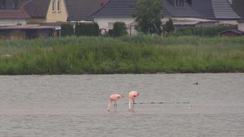 Auch die letzten beiden Flamingos sind aus Brake weggeflogen. Foto: NWM-TV