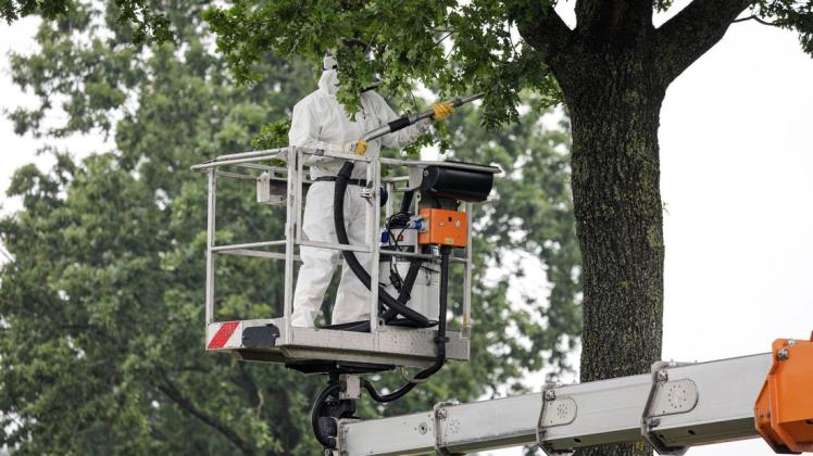 Spezialtrupps sind unterwegs, um die Nester des Eichenprozessionsspinners abzusaugen. Archivfoto: David Ebener