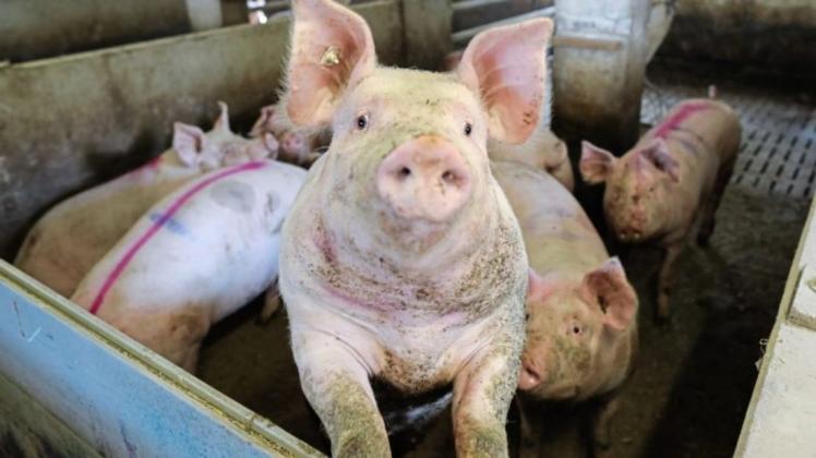 Schweine im Stall. 