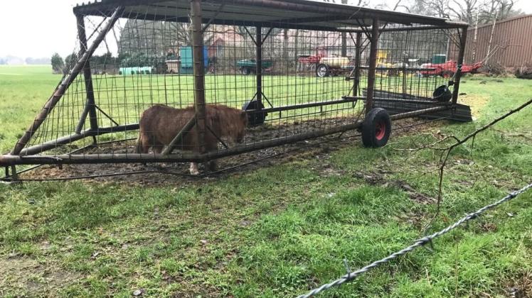 Der Fall eines Ponys, das in Klein Hesepe in einem Fangwagen gehalten wurde, hat viele Menschen im Emsland berührt. Zu einem möglichen  Halterverbot gegen den Besitzer hat sich der Landkreis bisher nicht geäußert. 