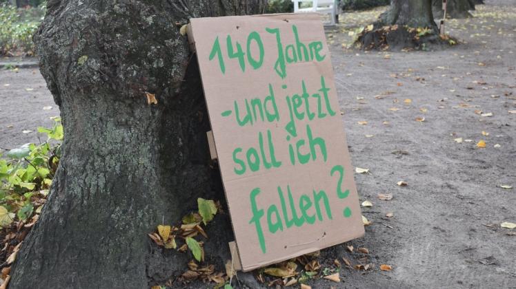 Gegen das Fällen der alten Linden im Rostocker Rosengarten hatte es massive Bürgerproteste gegeben. Die Stadtverwaltung hält dennoch daran fest, die Bäume abzunehmen.