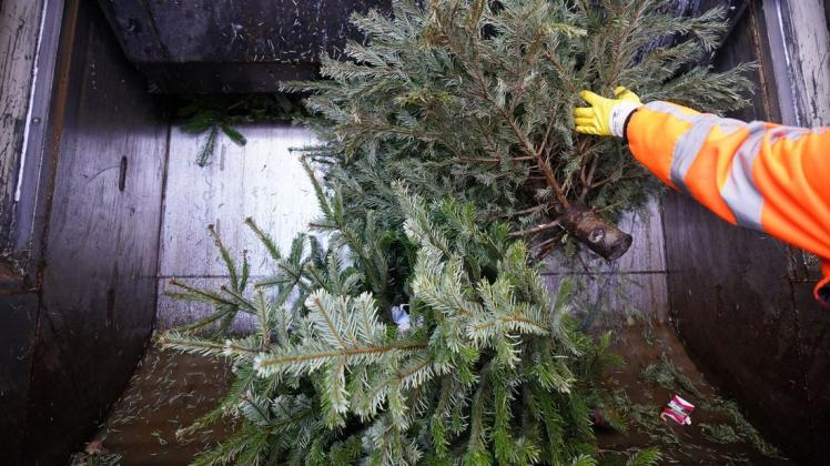 Im Januar werden alte Weihnachtsbäume oftmals einfach entsorgt. Dabei gibt es eine Vielzahl an Möglichkeiten, die Tannen wiederzuverwenden.