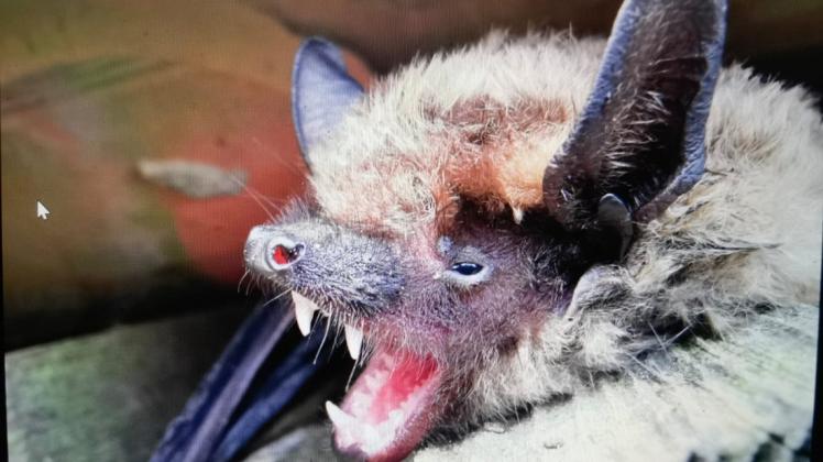 Die Breitflügel-Fledermaus, die vor allem in Dörfern lebt, gehört weiter zu den besonders bedrohten Arten, weil es in den modernen Häusern immer weniger Unterschlüpfe für sie gibt.