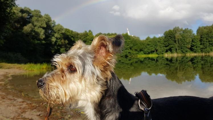 Die Hundesteuer wird im Amt Güstrow-Land nun zum 1. Juli fällig.